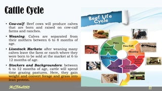Cattle Cycle
• Cow-calf: Beef cows will produce calves
that are born and raised on cow-calf
farms and ranches.
• Weaning: Calves are separated from
their mothers between 6 to 8 months of
age.
• Livestock Markets: after weaning many
calves leave the farm or ranch where they
were born to be sold at the market at 6 to
12 months of age.
• Stockers and Backgrounders: between
6 to 12 months of age, cattle will spend
time grazing pastures. Here, they gain
weight and convert forage and grass into
lean protein.
22
MLBibat2020
MLBibat2020 22
 