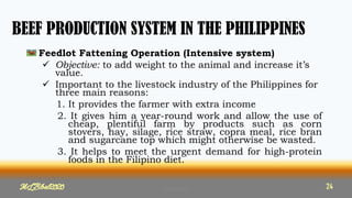 BEEF PRODUCTION SYSTEM IN THE PHILIPPINES
Feedlot Fattening Operation (Intensive system)
 Objective: to add weight to the animal and increase it’s
value.
 Important to the livestock industry of the Philippines for
three main reasons:
1. It provides the farmer with extra income
2. It gives him a year-round work and allow the use of
cheap, plentiful farm by products such as corn
stovers, hay, silage, rice straw, copra meal, rice bran
and sugarcane top which might otherwise be wasted.
3. It helps to meet the urgent demand for high-protein
foods in the Filipino diet.
24
MLBibat2020
MLBibat2020 24
 
