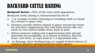 BACKYARD CATTLE RAISING
Backyard Sector – 92% of the total cattle population
Backyard cattle raising is characterized by the ff:
a. 1 or 2 heads of either fattening or breeding cattle is raised
on a farmer’s space time.
b. Farmers usually tethers animal to graze around the home
lot and then supplements this with farm wastes like rice
straw or corn stover/stalks when back in pain.
c. Others practice soiling and supplementing with ipil-ipil
(leucaena leucocephala), as a source of protein, and rice
bran, corn bran, or cops meal at 1-2 kg/animal and,
d. In Batangs, force feeding (supa or supak) of feed mixture of
common practice among backyard cattle raisers.
26
MLBibat2020
MLBibat2020 26
 