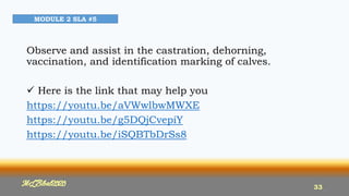 Observe and assist in the castration, dehorning,
vaccination, and identification marking of calves.
 Here is the link that may help you
https://youtu.be/aVWwlbwMWXE
https://youtu.be/g5DQjCvepiY
https://youtu.be/iSQBTbDrSs8
MLBibat2020 33
MODULE 2 SLA #5
33
 