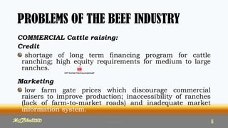 PROBLEMS OF THE BEEF INDUSTRY
COMMERCIAL Cattle raising:
Credit
shortage of long term financing program for cattle
ranching; high equity requirements for medium to large
ranches.
Marketing
low farm gate prices which discourage commercial
raisers to improve production; inaccessibility of ranches
(lack of farm-to-market roads) and inadequate market
information system.
MLBibat2020 66
MLBibat2020 6
 