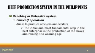 BEEF PRODUCTION SYSTEM IN THE PHILIPPINES
Ranching or Extensive system
 Cow-calf operation
Aims: to produce stockers and feeders
 the initial and most fundamental step in the
beef enterprise is the production of the claves
and raising it to weaning age.
MLBibat2020 9
 
