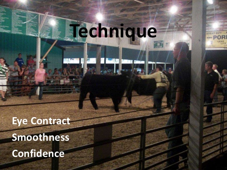 Cattle showmanship