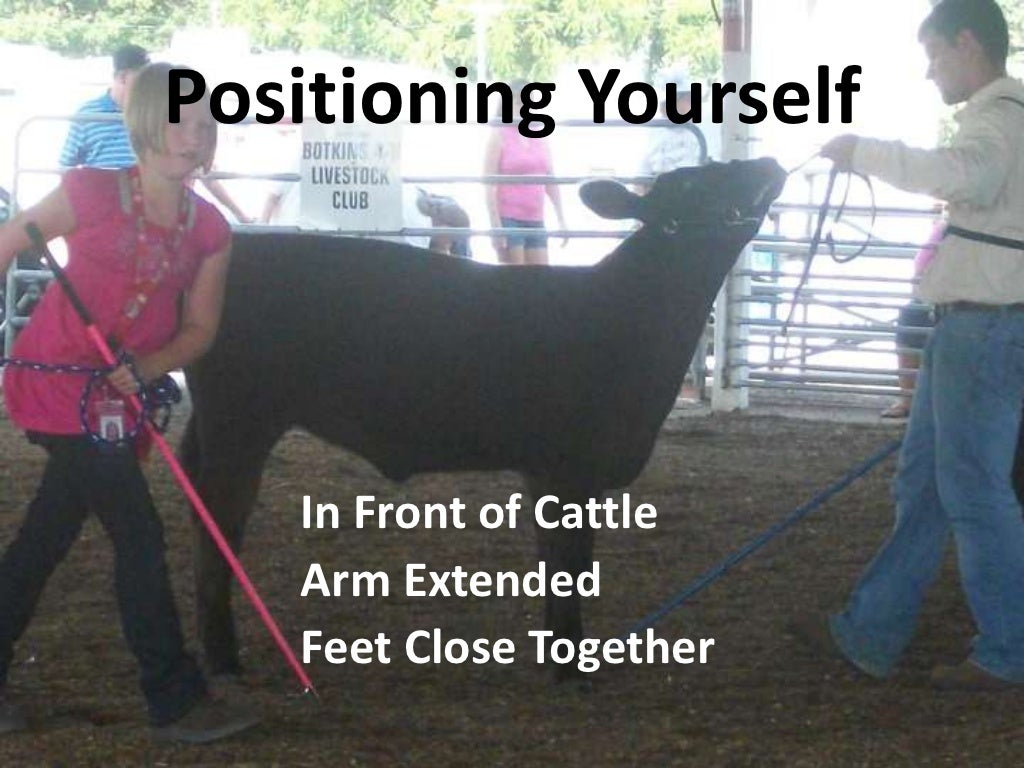 Cattle showmanship