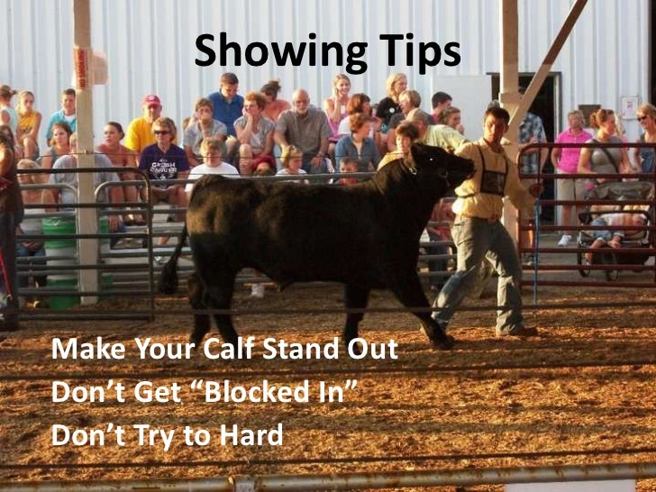 Cattle showmanship
