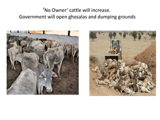 ‘No Owner’ cattle will increase.
Government will open ghosalas and dumping grounds
 