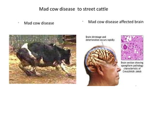 Mad cow disease to street cattle
•
Mad cow disease
•
Mad cow disease affected brain
 