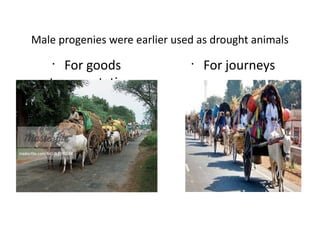 Male progenies were earlier used as drought animals
•
For goods
transportation
•
For journeys
 
