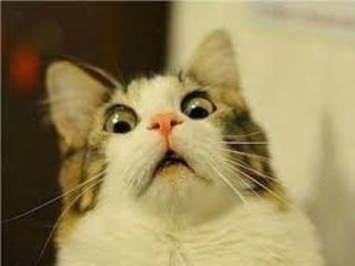 Funny cat online videos please