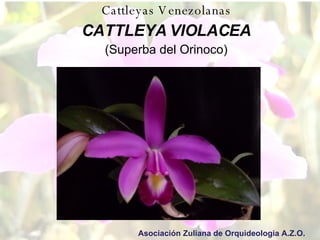 Cattleyas Venezolanas CATTLEYA VIOLACEA (Superba del Orinoco) Asociación Zuliana de Orquideologia A.Z.O. 