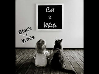 Cat & White Black & White 