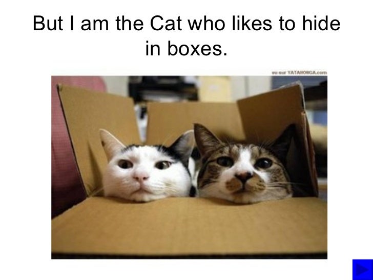 The Cat who likes to Hide in Boxes