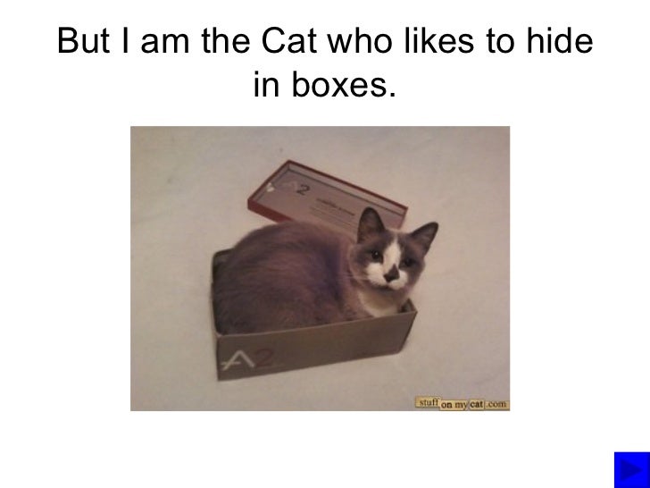 The Cat who likes to Hide in Boxes