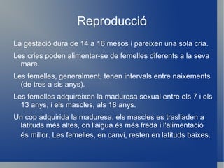 La seva coloració tendeix a ser grisa fosca o negra i els llavis són blancs, color que també apareix en algunes taques sobre el ventre. 