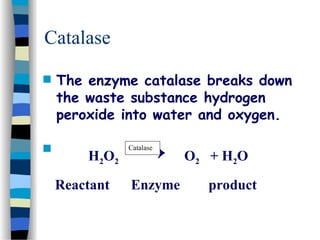 Catalase
 The enzyme catalase breaks down
the waste substance hydrogen
peroxide into water and oxygen.

H2O2 → O2 + H2O
Reactant Enzyme product
Catalase
 