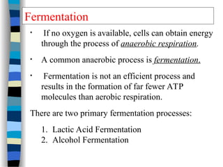 • If no oxygen is available, cells can obtain energy
through the process of anaerobic respiration.
• A common anaerobic process is fermentation.
• Fermentation is not an efficient process and
results in the formation of far fewer ATP
molecules than aerobic respiration.
There are two primary fermentation processes:
1. Lactic Acid Fermentation
2. Alcohol Fermentation
Fermentation
 