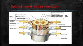 Spinal cord cross-section
 