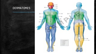 DERMATOMES
 