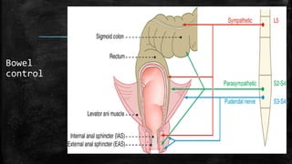 Bowel
control
 