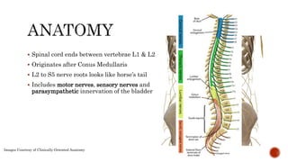 Cauda equina syndrome 