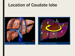 Location of Caudate lobe
 