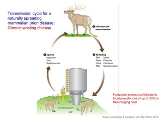 Transmission cycle for a
naturally spreading
mammalian prion disease:
Chronic wasting disease
Kraus, Groveman & Caughey, Ann Rev Micro 2013
Horizontal spread contributes to
local prevalences of up to 30% in
free-ranging deer
 