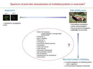 Spectrum of prion-like characteristics of misfolded proteins in mammals?
Non-prion protein misfolding
• cytoplasmic propagation
(only) • intracellular propagation
• cell-to-cell propagation
• tissue-to-tissue propagation
• naturally transmissible
• no self-propagation of misfolding within
cell or organism
• no transmission between individuals
Yeast prion TSE (CWD) prion
• Other TSE diseases
• experimentally or iatrogenically
transmissible
• Alzheimer’s
• type II diabetes
• Parkinson’s
• Huntington’s
• amyotrophic lateral sclerosis
• tauopathies
• sickle cell anemia
• cystic fibrosis
• secondary amyloidoses
• spinocerebellar ataxias
• AA amyloidosis
• apolipoprotein AII amyloidosis
• many others
?
 