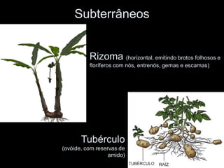 Subterrâneos


          Rizoma (horizontal, emitindo brotos folhosos e
          floríferos com nós, entrenós, gemas e escamas)




       Tubérculo
(ovóide, com reservas de
                  amido)
 