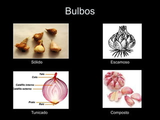 Bulbos




Sólido              Escamoso




Tunicado            Composto
 