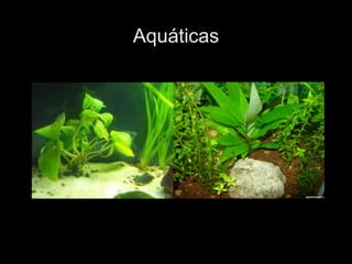 Aquáticas
 
