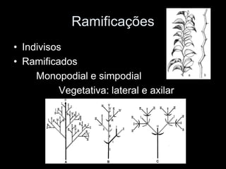 Ramificações
• Indivisos
• Ramificados
     Monopodial e simpodial
           Vegetativa: lateral e axilar
 