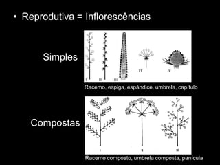 • Reprodutiva = Inflorescências



      Simples

                Racemo, espiga, espándice, umbrela, capítulo




   Compostas


                Racemo composto, umbrela composta, panícula
 