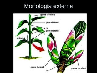 Morfologia externa
 