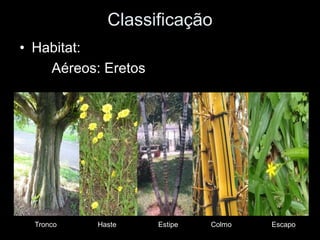 Classificação
• Habitat:
    Aéreos: Eretos




  Tronco   Haste     Estipe   Colmo   Escapo
 