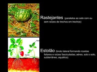 Rastejantes         (paralelos ao solo com ou
  sem raízes de trechos em trechos)




Estolão (broto lateral formando rozetas
  foliares e raízes fasciculadas; aéreo, sob o solo,
  subterrâneo, aquático)
 
