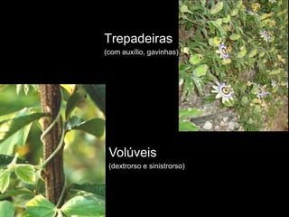 Trepadeiras
(com auxílio, gavinhas)




 Volúveis
 (dextrorso e sinistrorso)
 