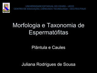 Morfologia e Taxonomia de
      Espermatófitas

       Plântula e Caules


   Juliana Rodrigues de Sousa
 