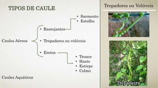 Caules Aéreos
• Rastejantes
• Trepadores ou volúveis
• Eretos
• Sarmento
• Estolho
• Tronco
• Haste
• Estirpe
• Colmo
Caules Aquáticos
TIPOS DE CAULE
Trepadores ou Volúveis
Trepadeira
 