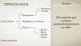 Caules Aéreos
• Rastejantes
• Trepadores ou volúveis
• Eretos
• Sarmento
• Estolho
• Tronco
• Haste
• Estirpe
• Colmo
Caules Aquáticos
TIPOS DE CAULE Eretos
São aqueles que
crescem
perpendicularmente
ao chão.
 