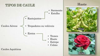 Caules Aéreos
• Rastejantes
• Trepadores ou volúveis
• Eretos
• Sarmento
• Estolho
• Tronco
• Haste
• Estirpe
• Colmo
Caules Aquáticos
TIPOS DE CAULE Haste
Rosa
Soja
 