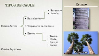 Caules Aéreos
• Rastejantes
• Trepadores ou volúveis
• Eretos
• Sarmento
• Estolho
• Tronco
• Haste
• Estirpe
• Colmo
Caules Aquáticos
TIPOS DE CAULE Estirpe
Palmeiras
 