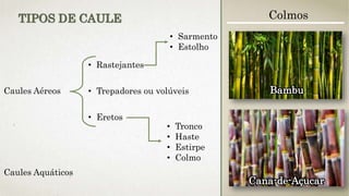 Caules Aéreos
• Rastejantes
• Trepadores ou volúveis
• Eretos
• Sarmento
• Estolho
• Tronco
• Haste
• Estirpe
• Colmo
Caules Aquáticos
TIPOS DE CAULE Colmos
Cana-de-Açucar
Bambu
 