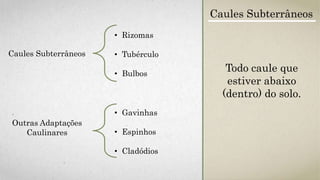 Caules Subterrâneos
• Rizomas
• Tubérculo
• Bulbos
Outras Adaptações
Caulinares
• Gavinhas
• Espinhos
• Cladódios
Caules Subterrâneos
Todo caule que
estiver abaixo
(dentro) do solo.
 