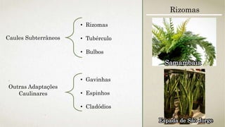 Caules Subterrâneos
• Rizomas
• Tubérculo
• Bulbos
Outras Adaptações
Caulinares
• Gavinhas
• Espinhos
• Cladódios
Rizomas
Samambaia
Espada de São Jorge
 
