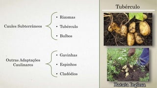 Caules Subterrâneos
• Rizomas
• Tubérculo
• Bulbos
Outras Adaptações
Caulinares
• Gavinhas
• Espinhos
• Cladódios
Tubérculo
Batata Inglesa
 