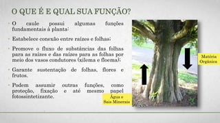O QUE É E QUAL SUA FUNÇÃO?
• O caule possui algumas funções
fundamentais à planta:
• Estabelece conexão entre raízes e folhas;
• Promove o fluxo de substâncias das folhas
para as raízes e das raízes para as folhas por
meio dos vasos condutores (xilema e floema);
• Garante sustentação de folhas, flores e
frutos.
• Podem assumir outras funções, como
proteção, fixação e até mesmo papel
fotossintetizante. Água e
Sais Minerais
Matéria
Orgânica
 