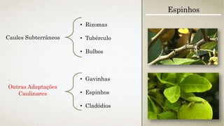 Caules Subterrâneos
• Rizomas
• Tubérculo
• Bulbos
• Gavinhas
• Espinhos
• Cladódios
Espinhos
Outras Adaptações
Caulinares
 
