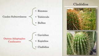 Caules Subterrâneos
• Rizomas
• Tubérculo
• Bulbos
• Gavinhas
• Espinhos
• Cladódios
Cladódios
Outras Adaptações
Caulinares
 