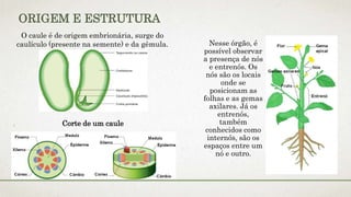 Nesse órgão, é
possível observar
a presença de nós
e entrenós. Os
nós são os locais
onde se
posicionam as
folhas e as gemas
axilares. Já os
entrenós,
também
conhecidos como
internós, são os
espaços entre um
nó e outro.
ORIGEM E ESTRUTURA
O caule é de origem embrionária, surge do
caulículo (presente na semente) e da gêmula.
Corte de um caule
 