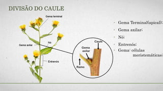 DIVISÃO DO CAULE
• Gema Terminal(apical);
• Gema axilar;
• Nó;
• Entrenós;
• Gema: células
meristemáticas;
 